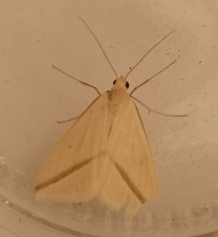 Rhodometra sacraria  - Françoise Rauzieres (TGB-SSNTG)
