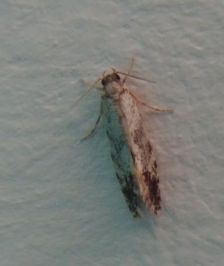 Caryocolum blandella 