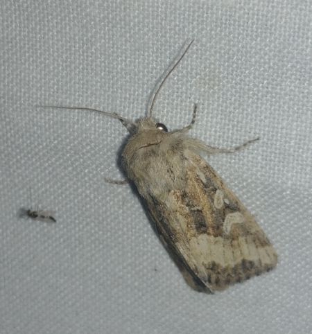 Luperina dumerilii 