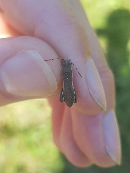 Camptopus lateralis  - Thomas Lux