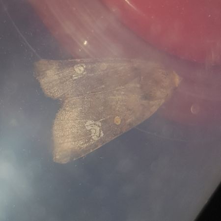Amphipoea oculea  - Thomas Lux