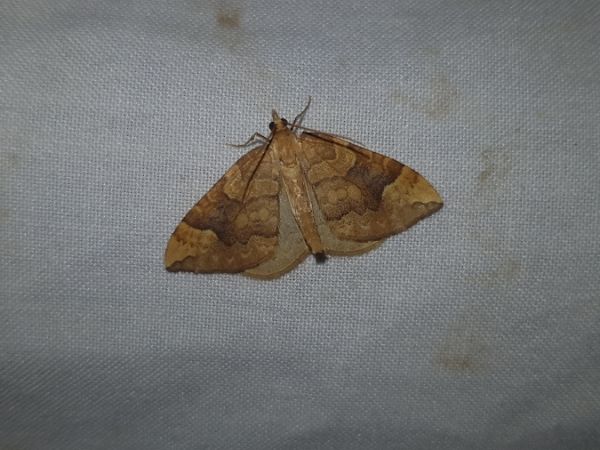 Eulithis populata  - Thomas Lux