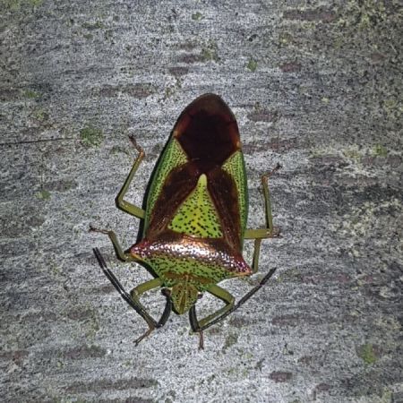 Acanthosoma haemorrhoidale  - Thomas Lux