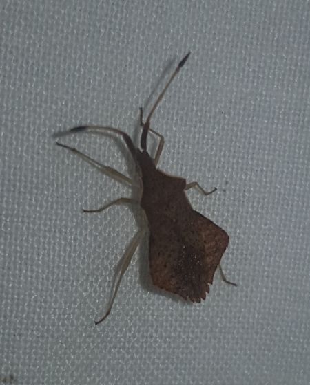 Syromastus rhombeus  - Thomas Lux