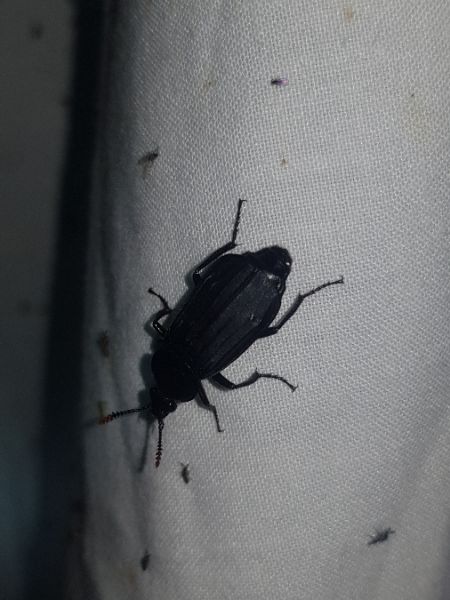 Necrodes littoralis  - Thomas Lux