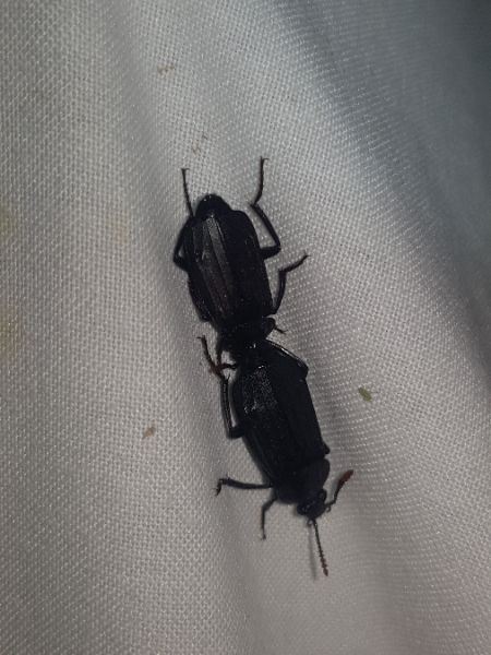 Necrodes littoralis  - Thomas Lux