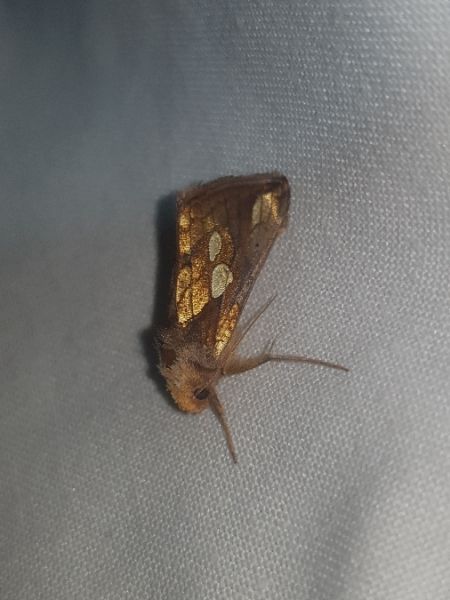Plusia festucae  - Thomas Lux