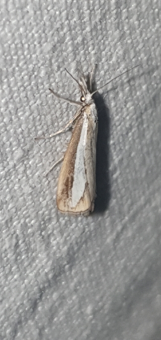 Catoptria margaritella  - Melchior Viallet