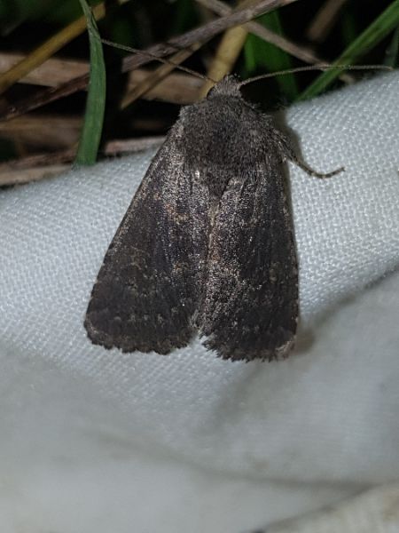 Tholera cespitis  - Thomas Lux