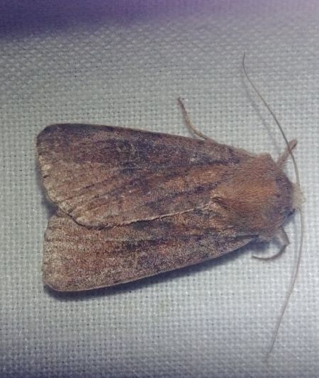 Trimaculée 