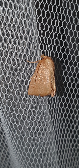 Hoyosia codeti  - Melchior Viallet