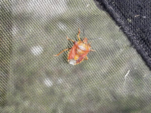 Carpocoris purpureipennis  - Sylvain Lethuillier