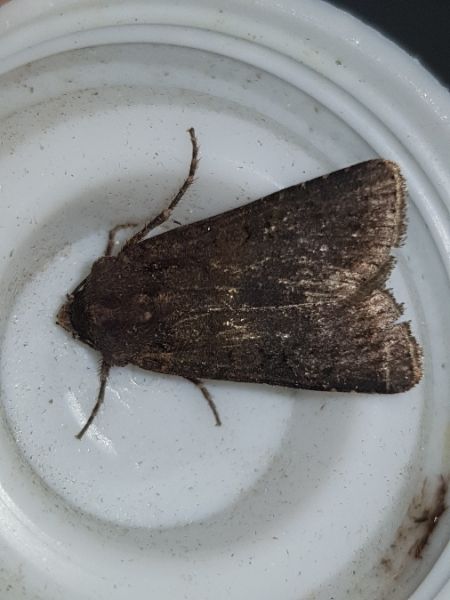 Euxoa nigricans  - Thomas Lux