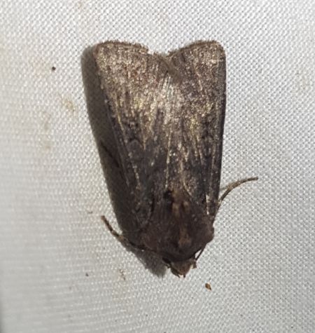 Euxoa nigricans  - Thomas Lux