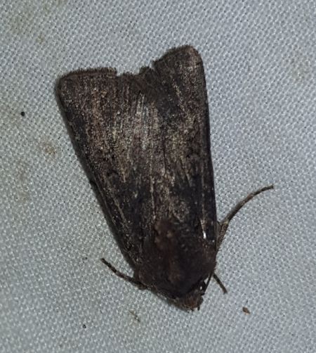 Euxoa nigricans  - Thomas Lux