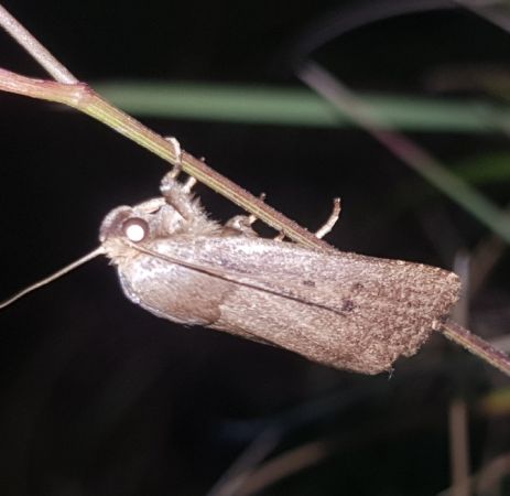 Amphipyra tragopoginis  - Thomas Lux