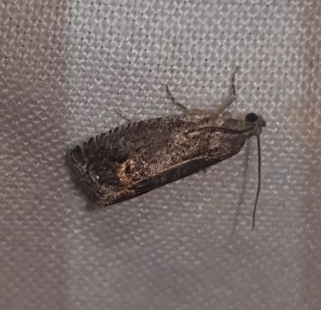 Cydia splendana  - Thomas Lux