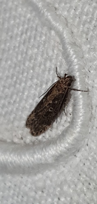 Gelechia sororculella  - Melchior Viallet