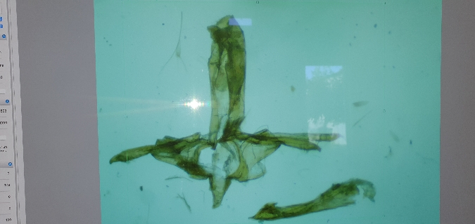 Gelechia sororculella  - Melchior Viallet