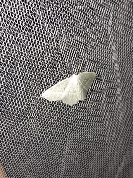 Céladon  - Sylvain Lethuillier