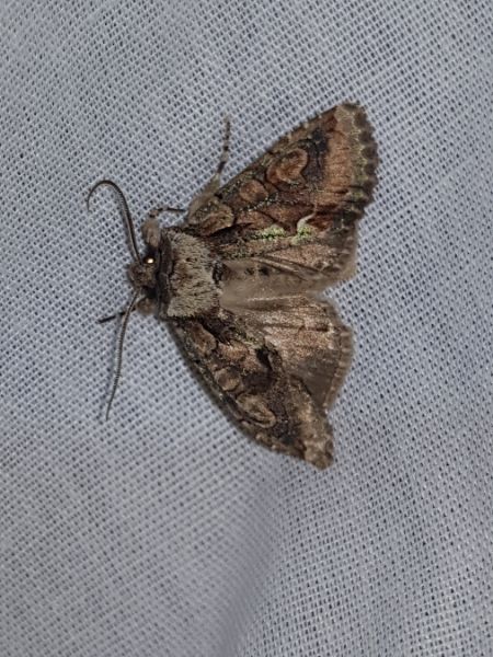 Allophyes oxyacanthae  - Thomas Lux
