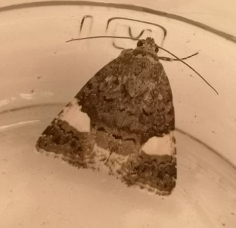 Noctuelle en deuil  - Françoise Rauzieres (TGB-SSNTG)