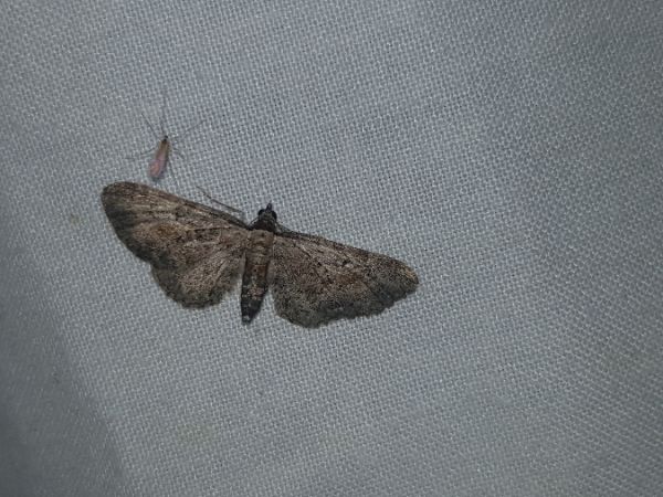 Eupithecia icterata  - Thomas Lux