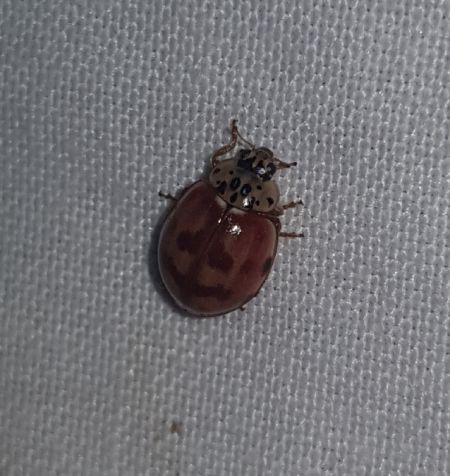 Coccinelle à quatre points  - Thomas Lux