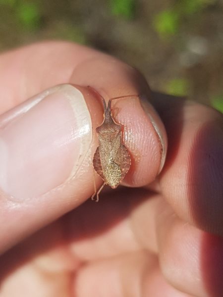 Haploprocta sulcicornis  - Thomas Lux