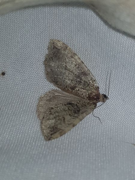 Hydriomena furcata  - Thomas Lux