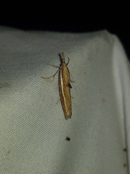 Crambus des tiges  - Thomas Lux