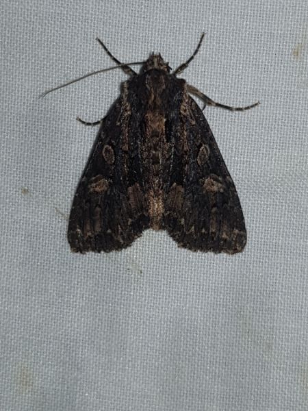 Mniotype satura  - Thomas Lux