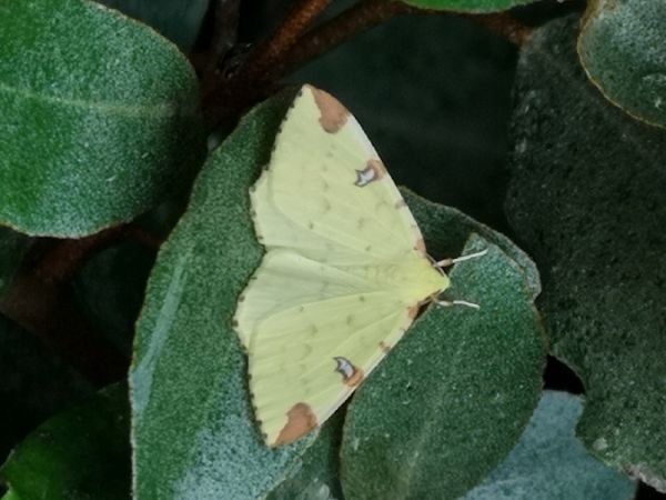Citronelle rouillée  - Françoise Rauzieres (TGB-SSNTG)