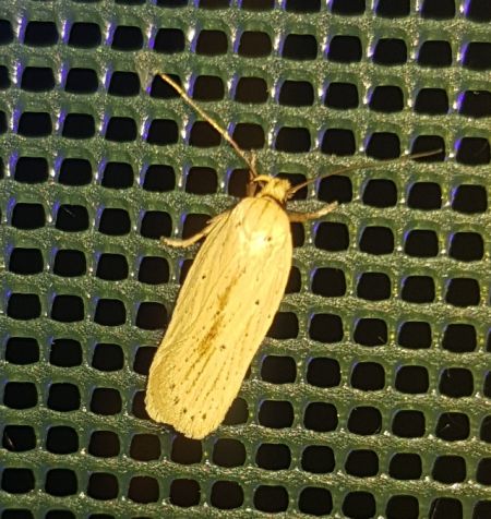Agonopterix pallorella  - Thomas Lux