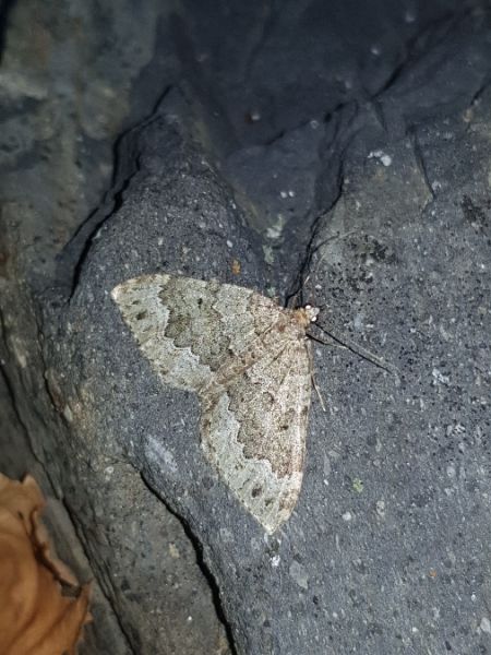 Colostygia olivata  - Thomas Lux