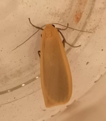 Eilema sp.  - Françoise Rauzieres (TGB-SSNTG)