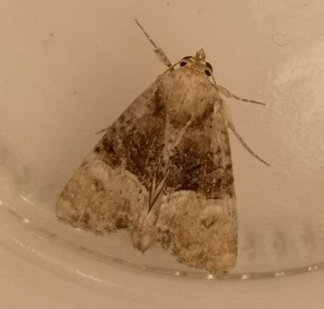 Mesoligia furuncula  - Françoise Rauzieres (TGB-SSNTG)