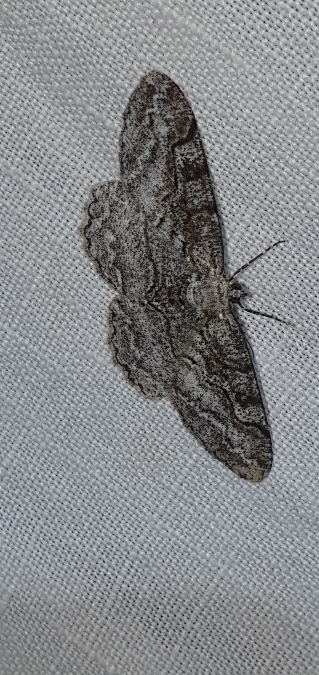 Alcis repandata  - Melchior Viallet