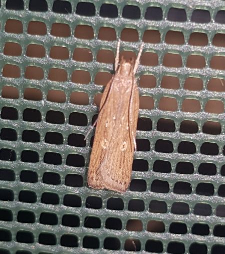 Helcystogramma triannulella  - Thomas Lux