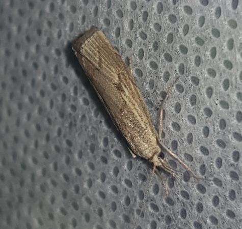 Agriphila geniculea  - Thomas Lux
