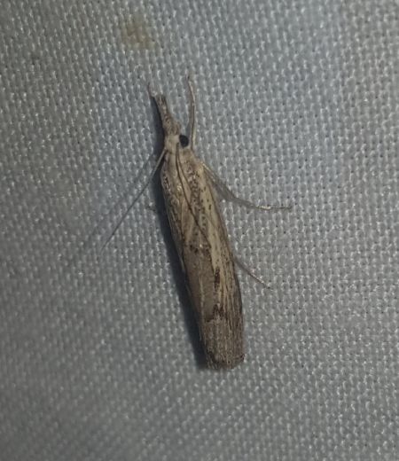 Agriphila geniculea  - Thomas Lux