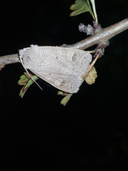 Ammoconia caecimacula  - Thomas Lux