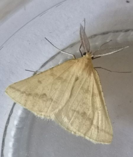 Aspitates ochrearia  - Françoise Rauzieres (TGB-SSNTG)