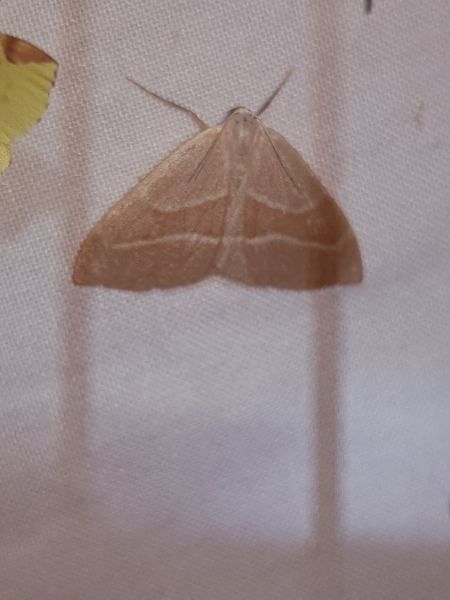 Hylaea fasciaria  - Thomas Lux