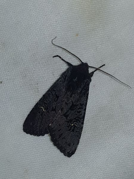 Noctuelle anthracite  - Thomas Lux