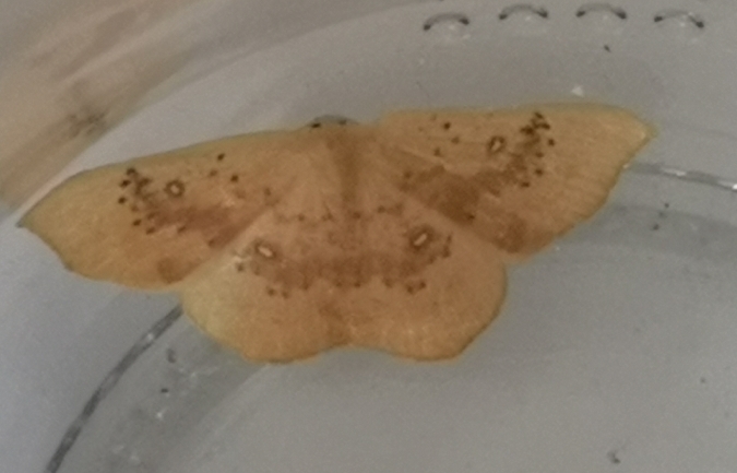 Cyclophora puppillaria  - Françoise Rauzieres (TGB-SSNTG)