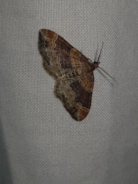 Xanthorhoe spadicearia  - Thomas Lux