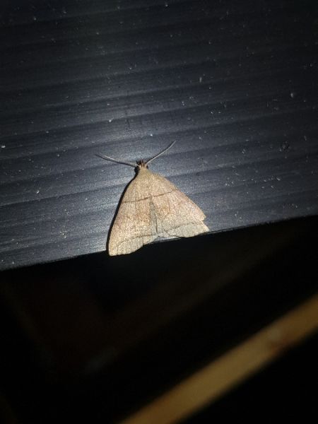 Herminia grisealis  - Thomas Lux