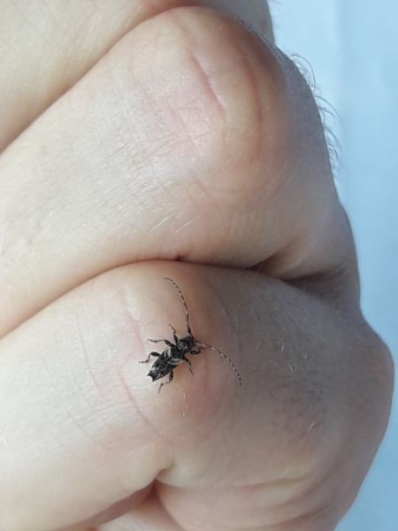 Pogonocherus hispidus  - Sylvain Lethuillier