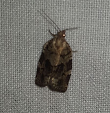 Dichelia histrionana  - Thomas Lux